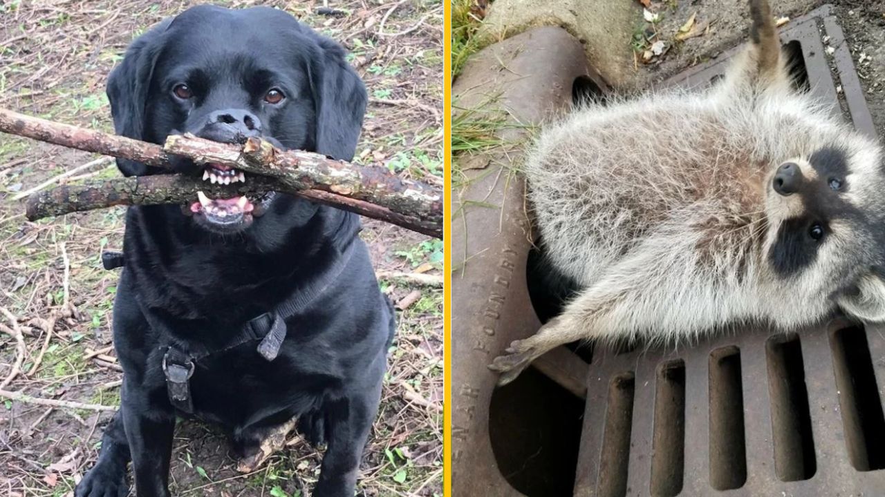 Čierny pes drží v papuli vetvy a mýval uviazol v mreži kanalizácie, vtipná situácia v prírode.