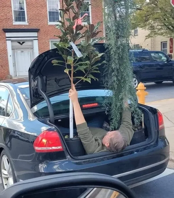 Auto s otvoreným kufrom odváža dlhé rastliny na neobvyklý spôsob prepravy.