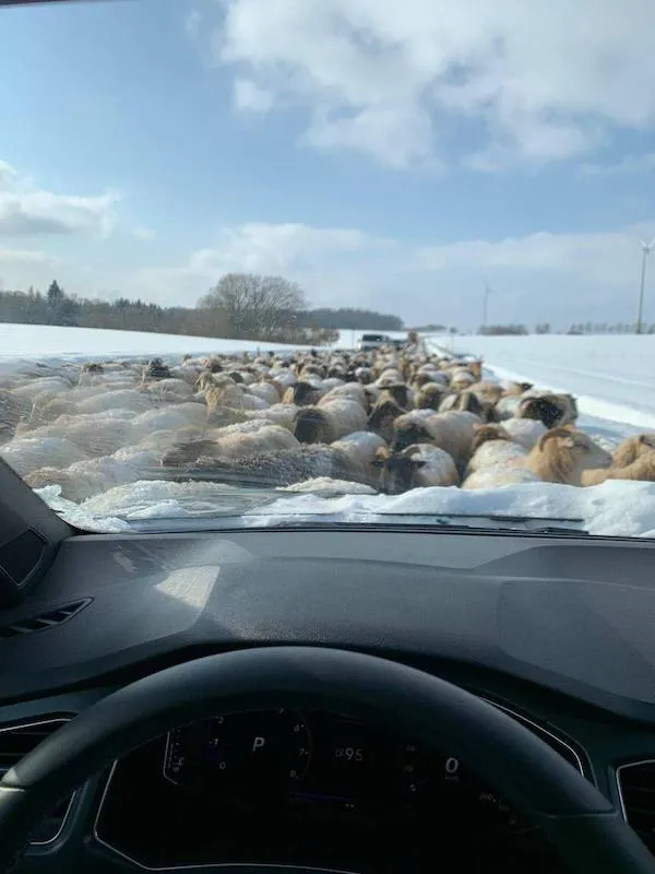 Ovce blokujú cestu pohľadom cez čelné sklo auta v zasneženej krajine.