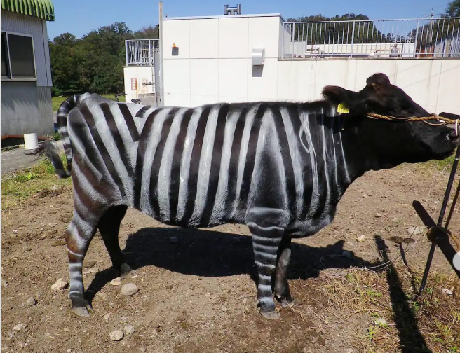 Krava s namaľovanými pruhmi pripomínajúcimi zebru, stojaca na slnečnom dvore pri budove.