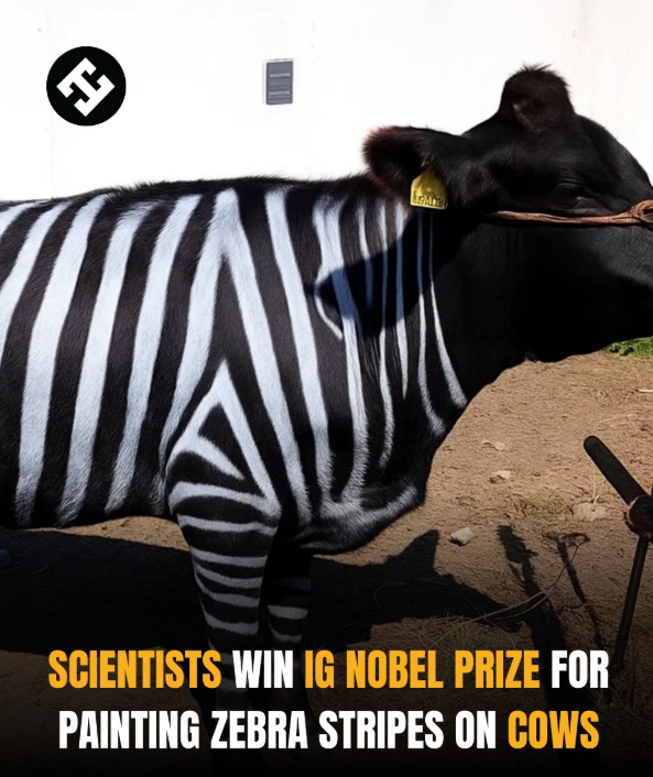 Krava s pruhmi ako zebra, experiment ocenený Ig Nobelovou cenou.