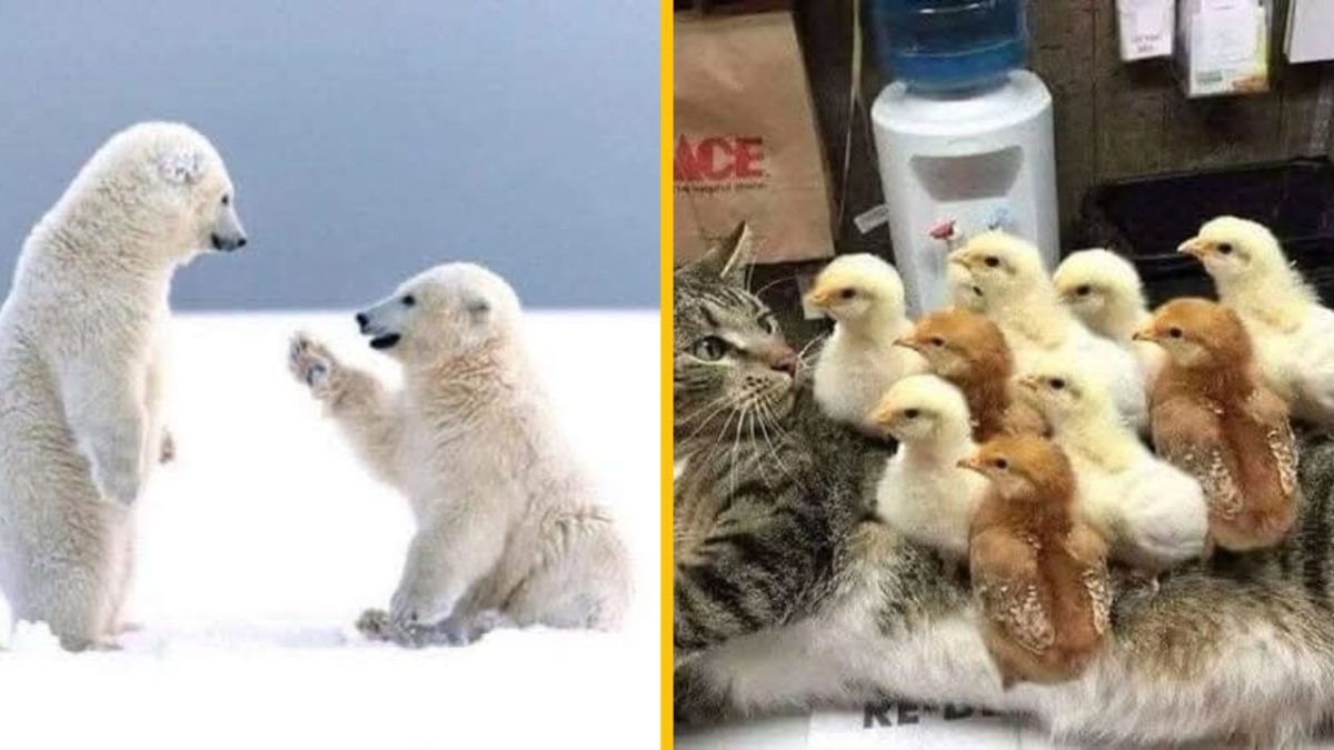 Dve hrajúce sa medvieďatá a mačka s kuriatkami na chrbte v kancelárii vedľa vodného dávkovača.