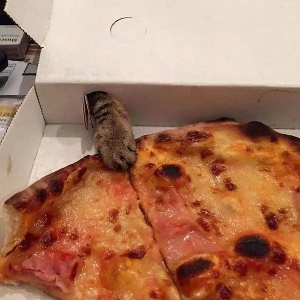 Mačka sa snaží ukradnúť kúsok pizze z otvoreného obalu.