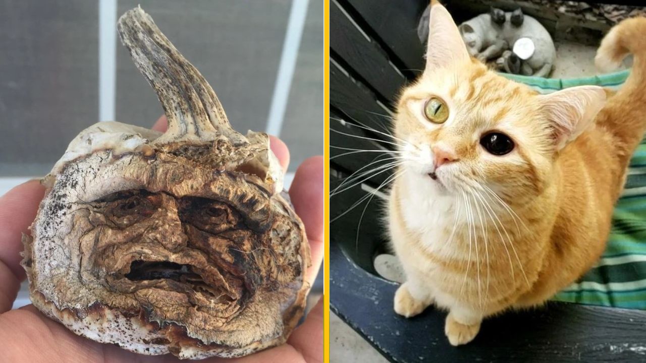 Zvláštna tekvica so zamračenou tvárou vedľa zvedavej oranžovej mačky s rôznofarebnými očami.