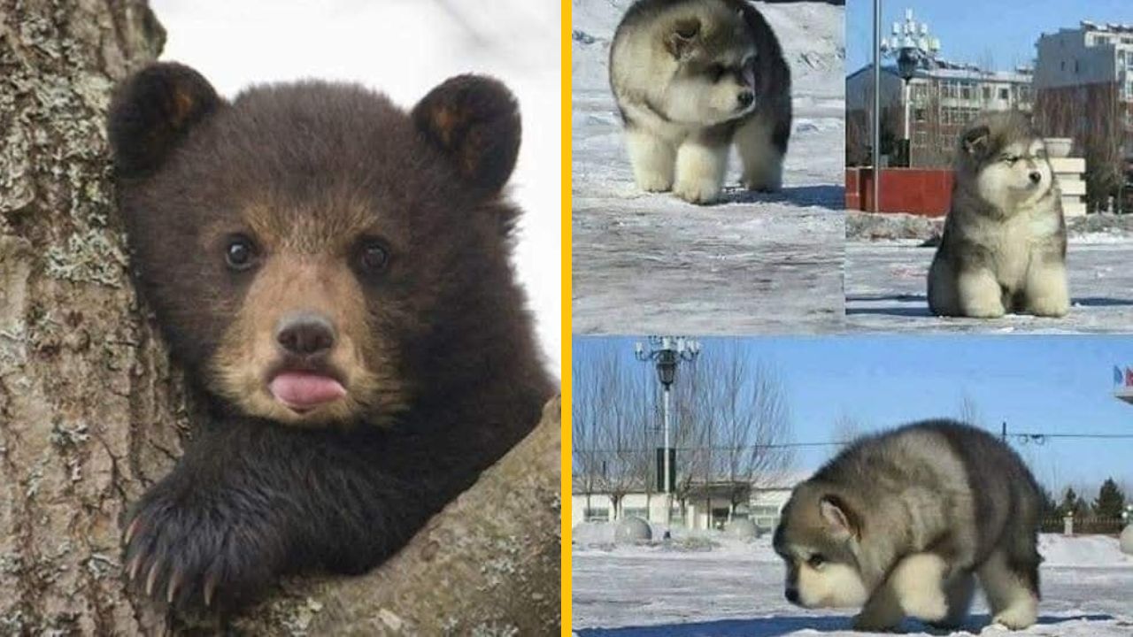 Mladý medveď na strome a rozkošné chlpaté šteniatka hrajúce sa na snehu.