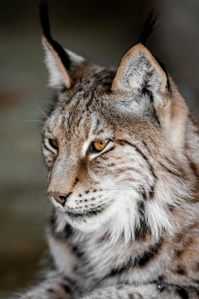 Portrét rysa s ostrými ušami a hnedo-bielou srsťou, pozadie je rozmazané.