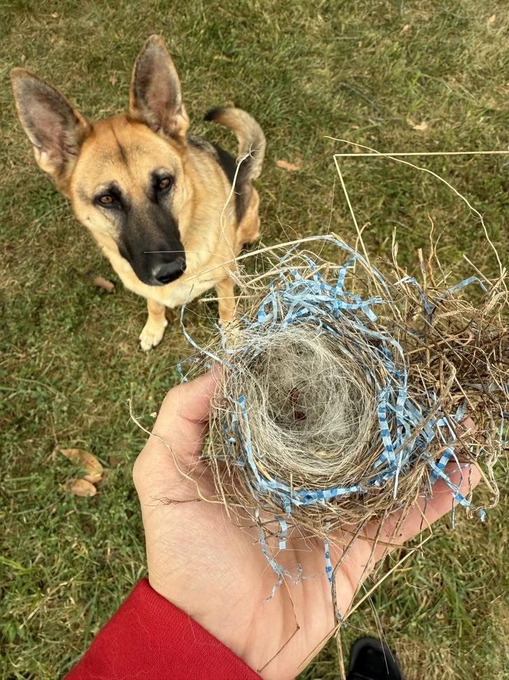 Pes sedí na tráve a pozerá na vtáčie hniezdo v ľudskej dlani.