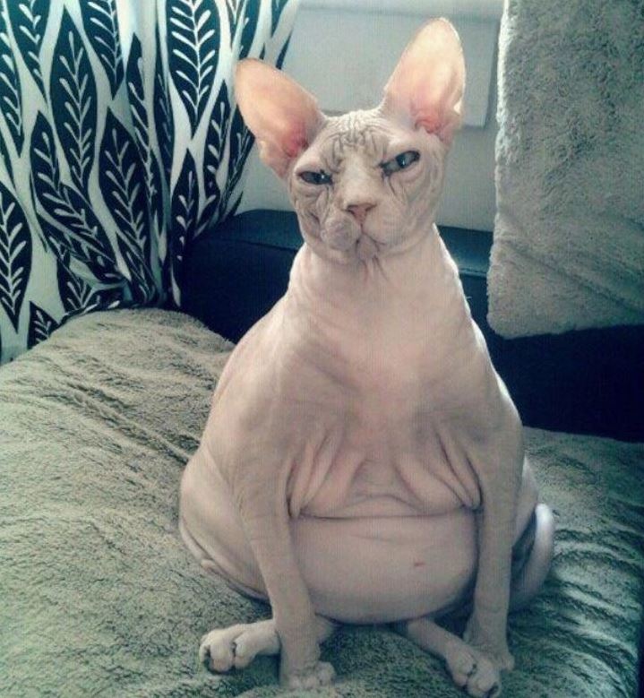 Bezsrstá mačka Sphynx sedí na pohovke, s vážnym výrazom na tvári.