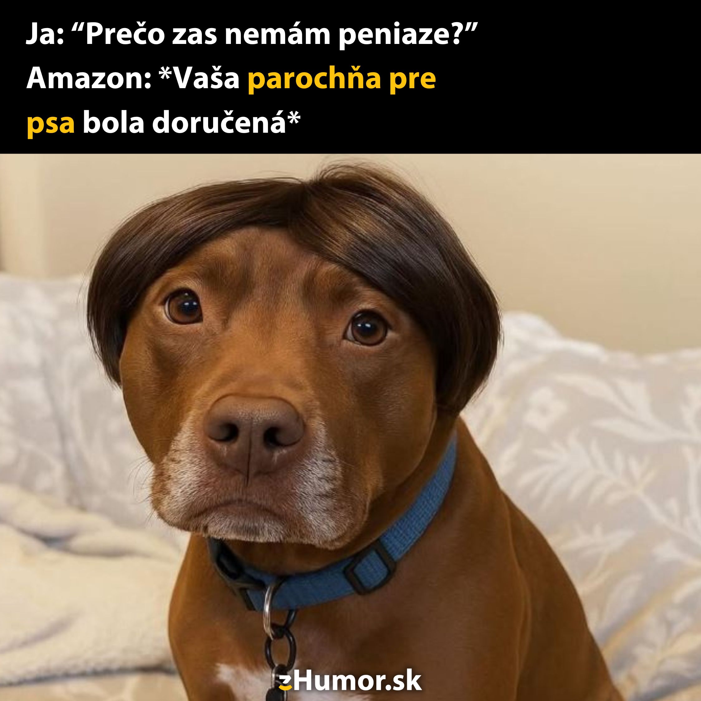 Pes s parochňou a vtipným textom o doručení z Amazonu.