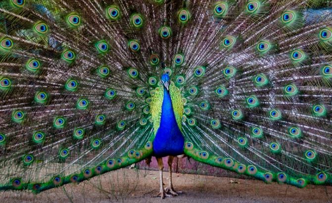 Páv rozprestierajúci svoje farebné perie v plnej nádhere na zemi.