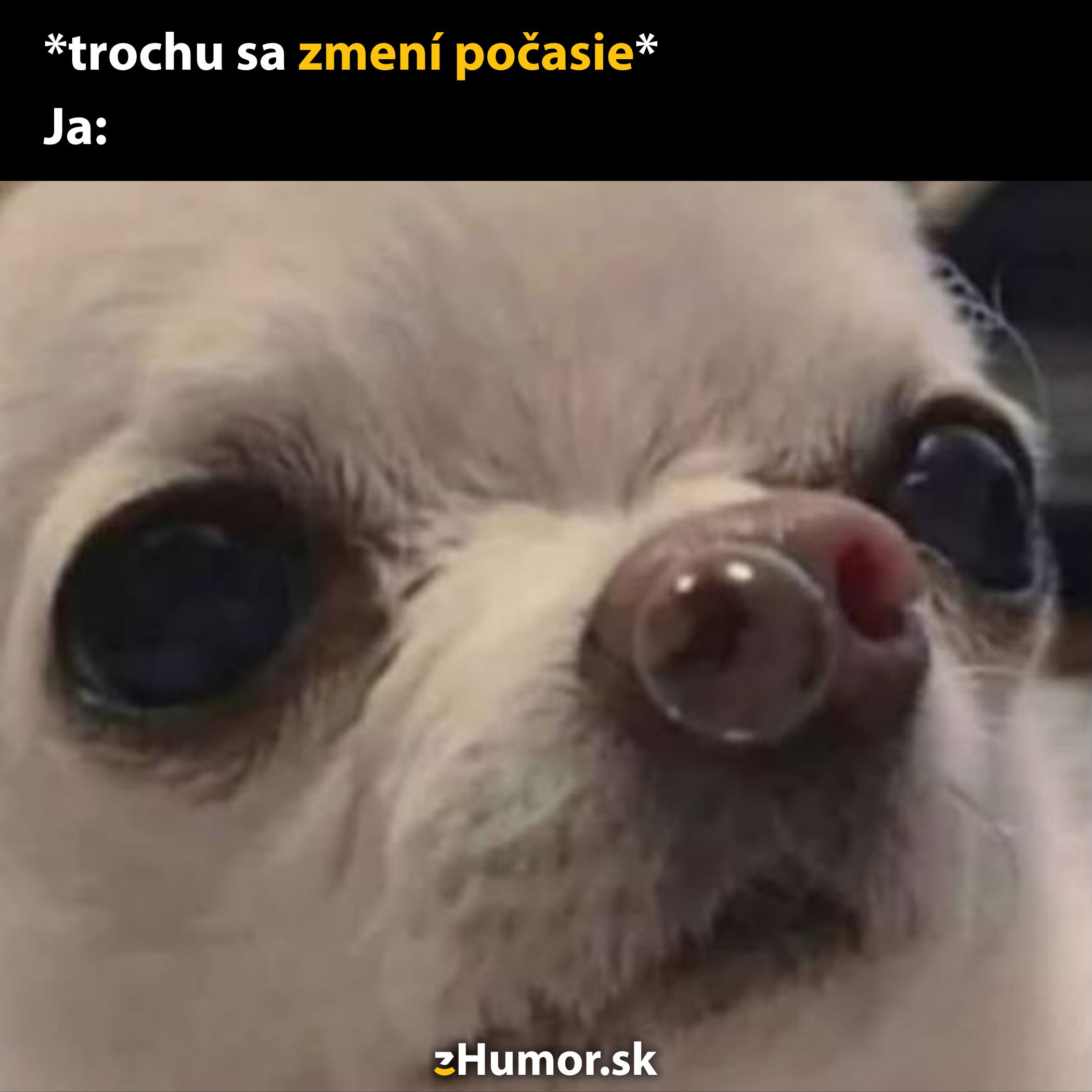 Psík s bublinou na nose reaguje na zmenu počasia humorným výrazom.