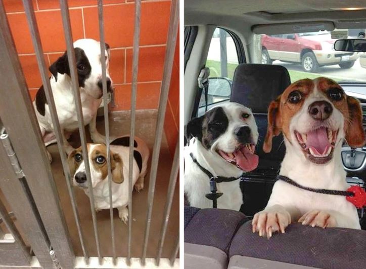 Dva psy pred a po adopcii: v útulku a šťastné na zadnom sedadle auta.