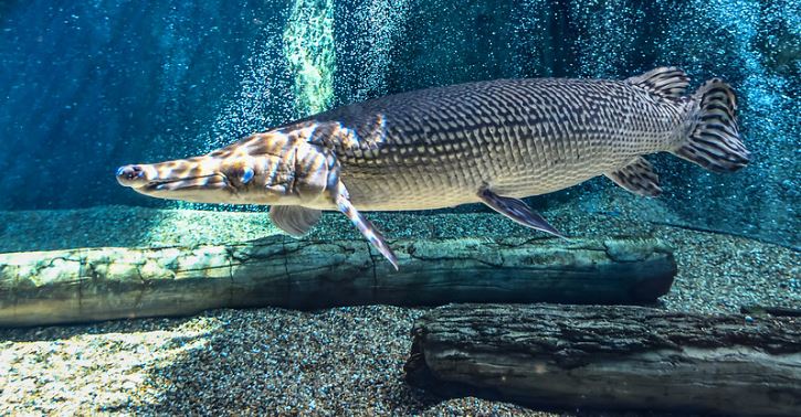 Veľká ryba s dlhým ňufákom v akváriu, pláva vedľa kmeňa v trblietavej modrej vode.