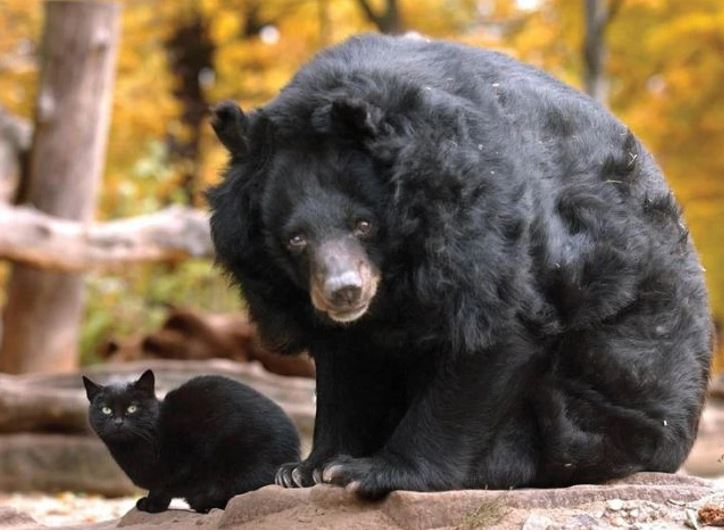 Čierny medveď a mačka sedia spolu v lese na jeseň, obklopení zlatým lístím.
