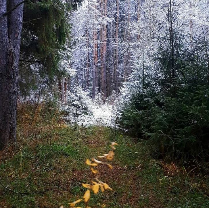 Zasnežený les s ihličnatými stromami, pokrytý bielym snehom, vytvára pokojný zimný výhľad.