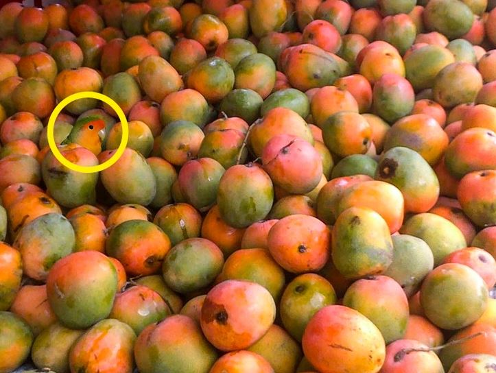 Hromada manga s papagájom ukrytým medzi ovocím, obklopená zelenou a oranžovou farbou.