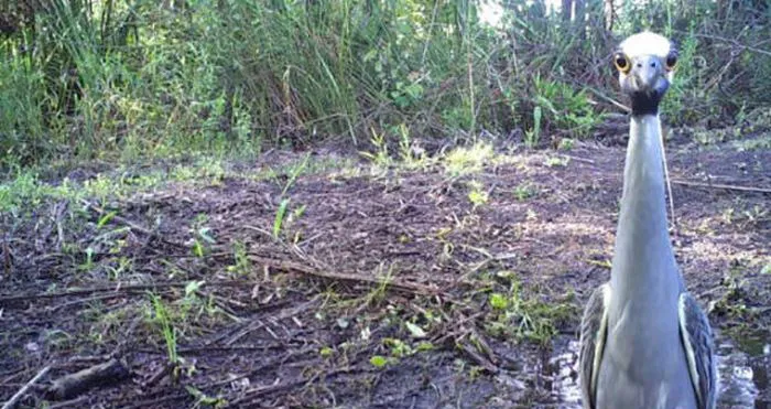 Vták s veľkými očami stojí na lesnej pôde, obklopený zeleňou a rastlinami.