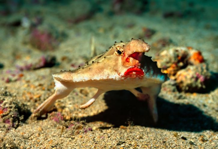 Rybka s výraznými perami na piesočnatom dne, obklopená koralmi a morskými rastlinami.