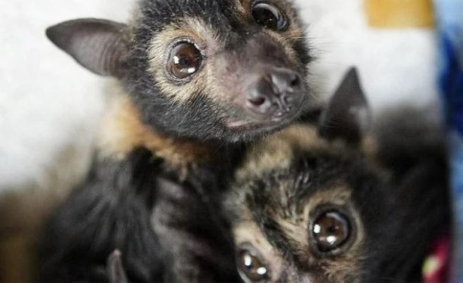 Dve mláďatá netopierov s veľkými očami, ležiace vedľa seba na bielom podklade.