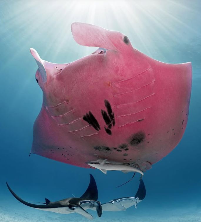 Ružová manta lúčna pláva v oceáne za slnečného dňa, obklopená menšími rybami.