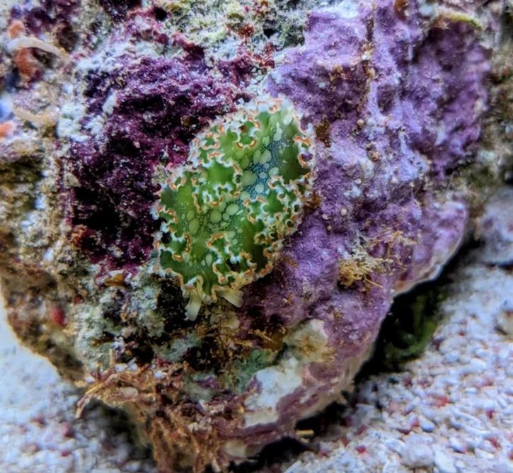 Zelený morský slimák na farebných koraloch v akváriu.