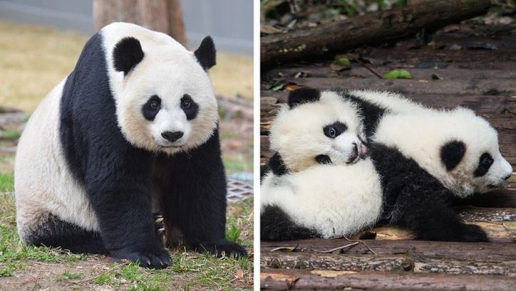 Panda a dve mláďatá oddychujú v prírode, krásny pohľad na matku s potomstvom.