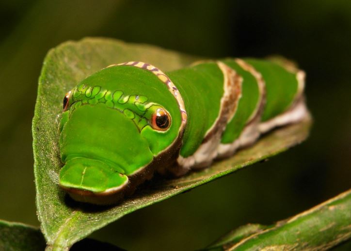 Zelená húsenica s očnými vzormi na liste v prírode, príprava na premenu na motýľa.