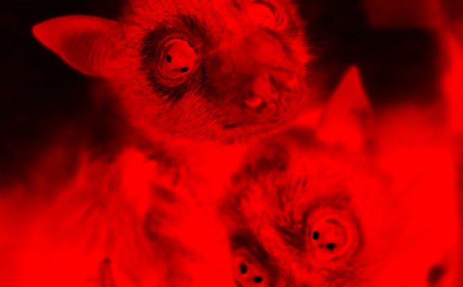 Obrázok zachytáva dve zvieratá v červenom osvetlení, zameranie na ich výrazné oči a uši.
