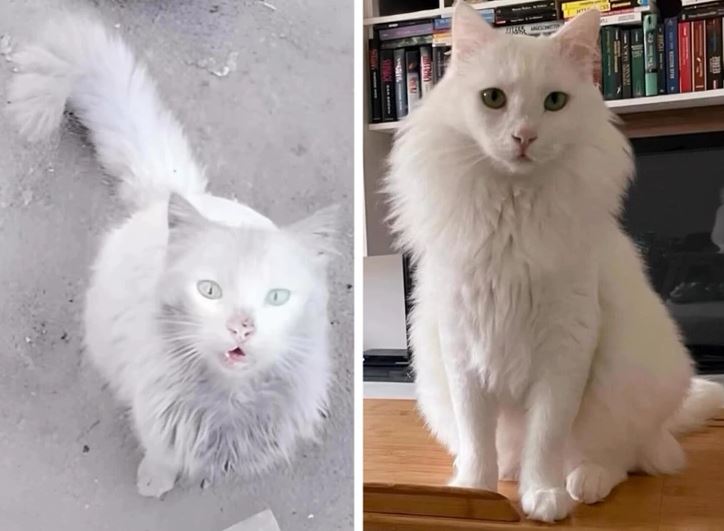 Biela mačka pred a po adopcii, s výraznou premenou srsti a prostredia, ilustrujúca zmenu z ulice do domova.