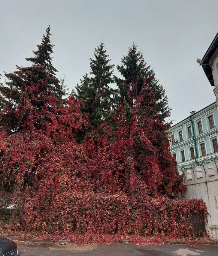 Červené popínavé rastliny obkolesujú evergreeny a stenu historickej budovy na jeseň.