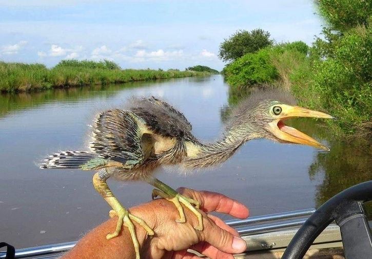Mladý vták druhu volavky na ruke, ktorý sa nachádza pri rieke s prírodným prostredím v pozadí.