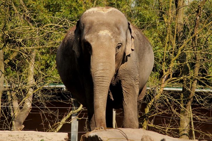Slon v prírodnom prostredí obklopený stromami, stojaci na drevenom povrchu v zoologickej záhrade.
