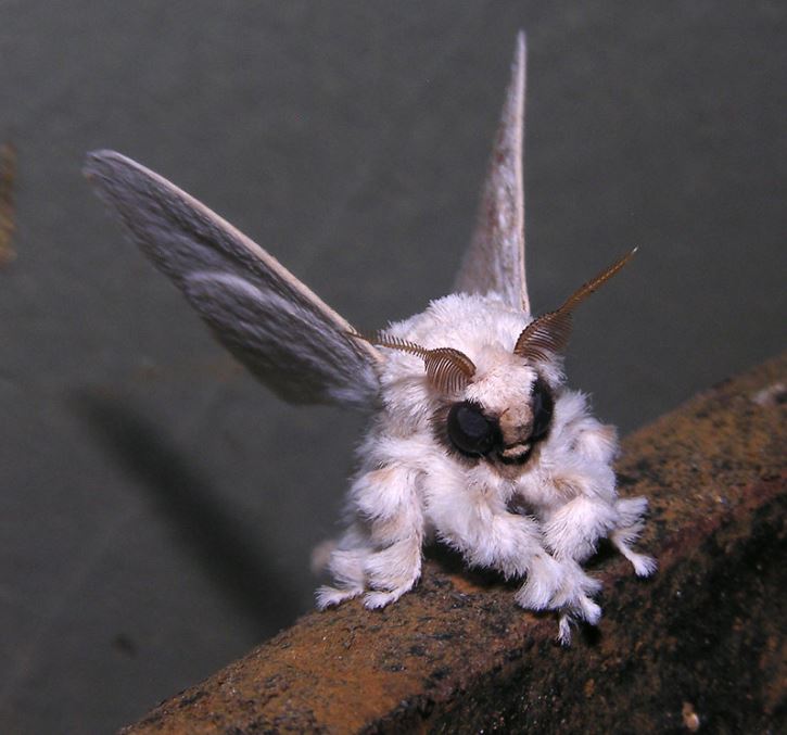 Biela chlpatá mora s výraznými tmavými očami a anténami sedí na hrdzavejúcom povrchu.