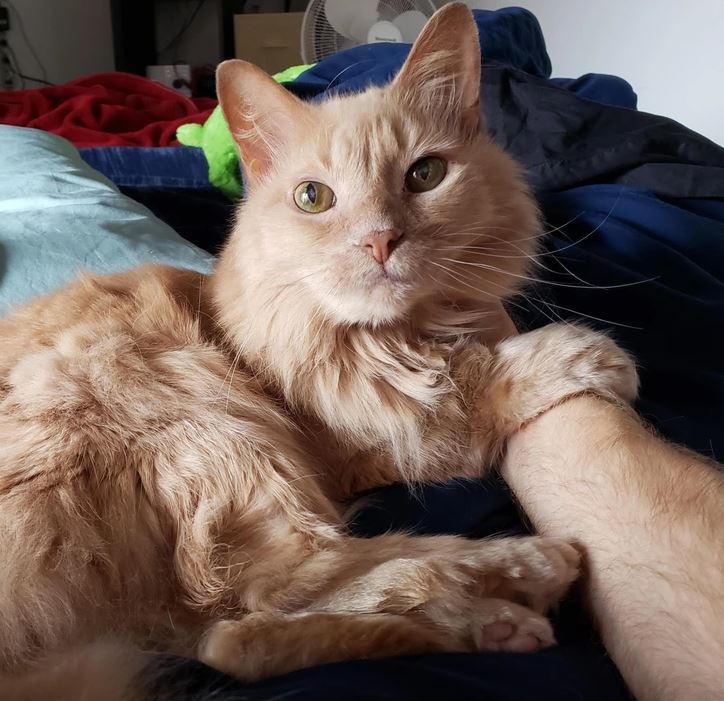 Zlatá mačka s jemnou srsťou leží v posteli a priateľsky spočíva labou na ruke človeka.