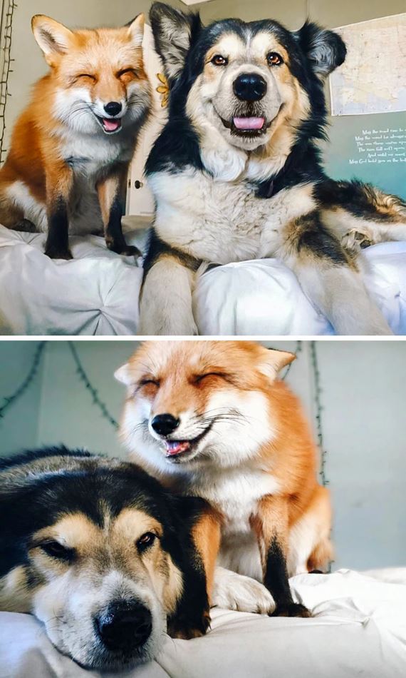 Líška a pes na posteli, spokojne oddychujúci a usmievajúci sa, vytvárajú priateľskú a pokojnú atmosféru.