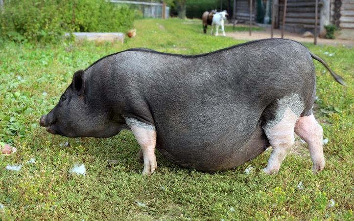 Ťažko obézne prasa sa pasie na tráve v prírodnom prostredí, s inými zvieratami v pozadí.