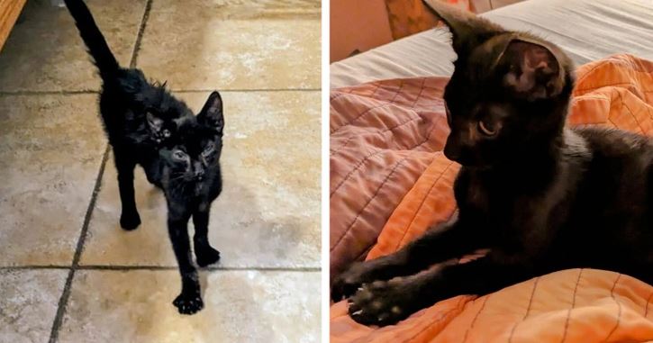 Dve čierne mačky: jedna stojí na dlažbe, druhá leží na oranžovej deke. Pokojná atmosféra domova.