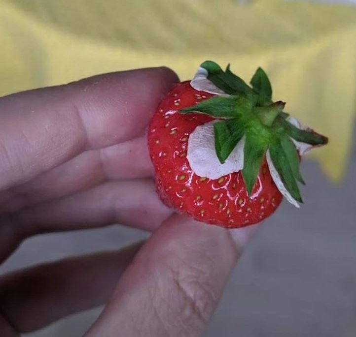 Čerstvá jahoda v ruke s netradične otočenými lístkami na žltom pozadí.