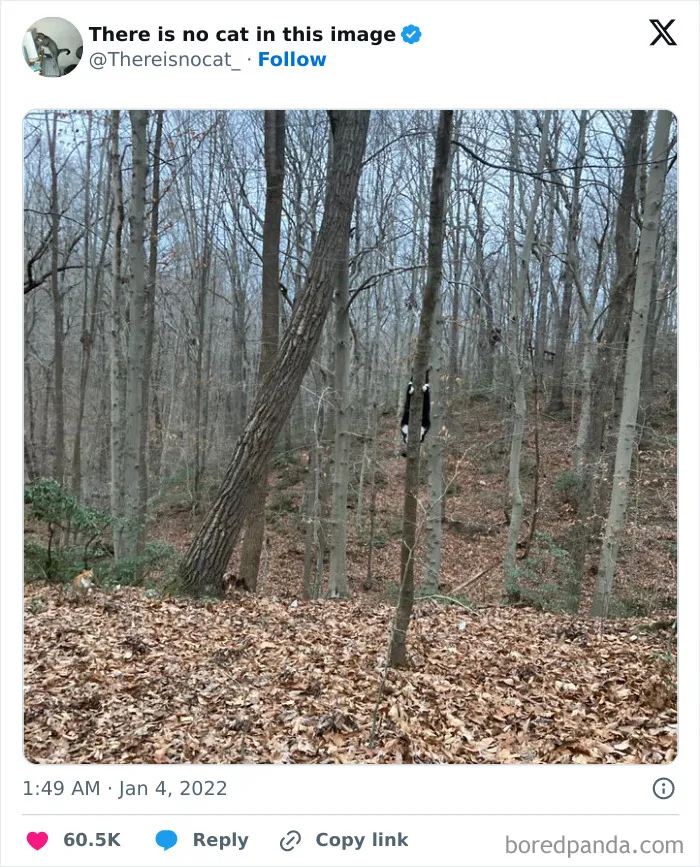 Kocúr vysoko na strome v lese, zdanlivo splýva s kmeňom. Jesenné lístie na zemi.