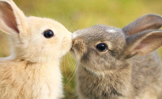 Dvaja malí zajačikovia sa dotýkajú nosíkmi na zelenej lúke. Roztomilé stretnutie v prírode.