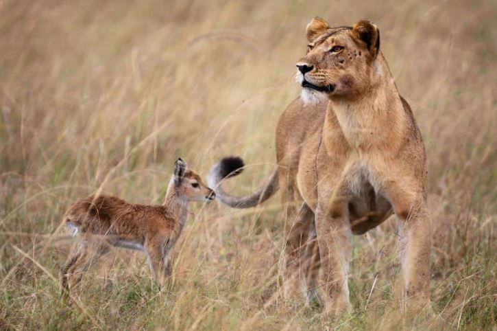 Levice v savane pozoruje okolie, zatiaľ čo vedľa stojí mláďa antilopy, symbolizujúce nečakané spojenectvo.
