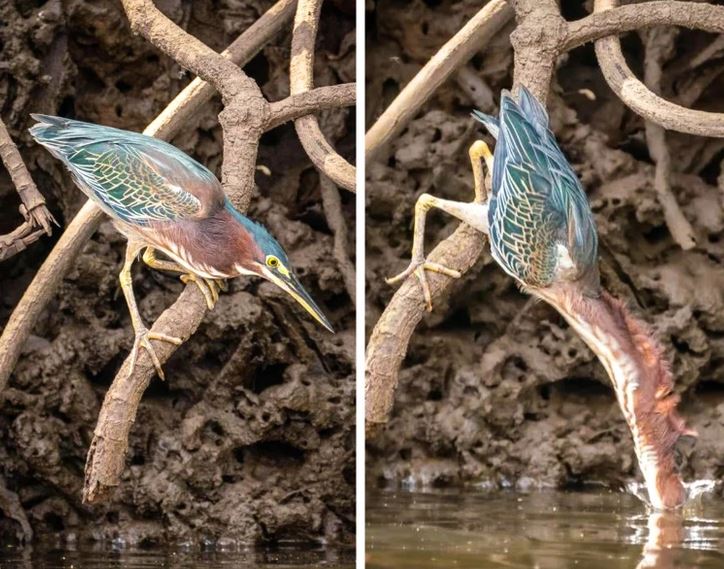 Vták číhajúci pri vode na liane; dychtivý lov na korisť, úplne ponorený do lovu.
