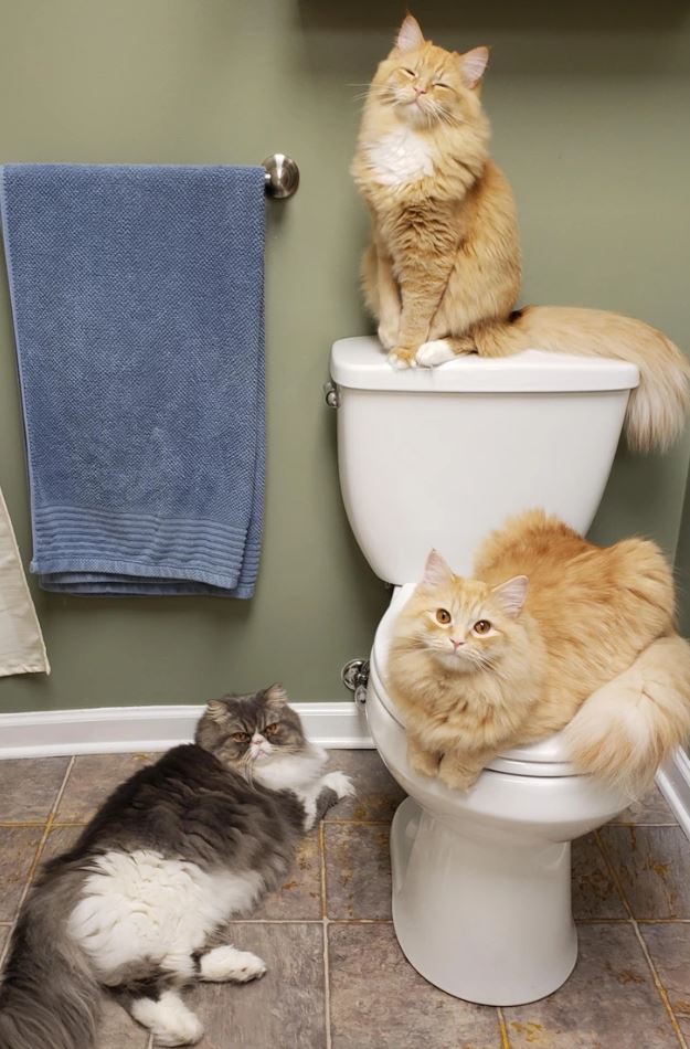 Tri mačky odpočívajú v kúpeľni, dve na záchode a jedna na podlahe.