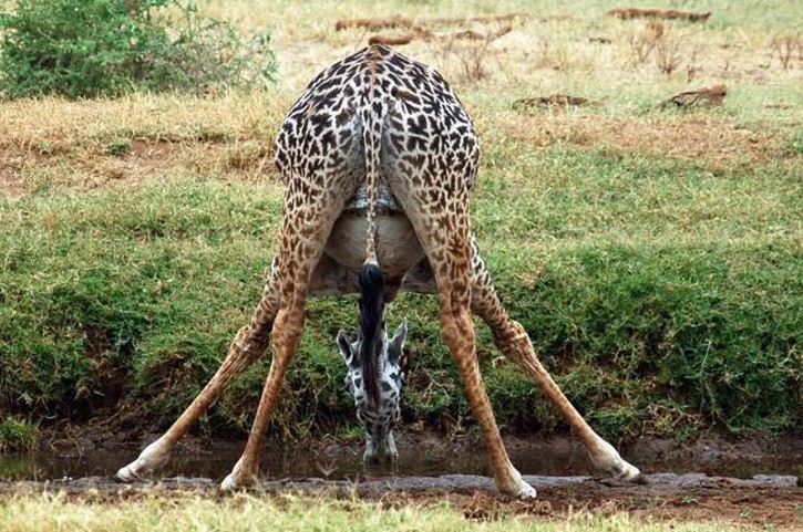 Žirafa sa obratne nakláňa nad vodu, rozkročená na savane.
