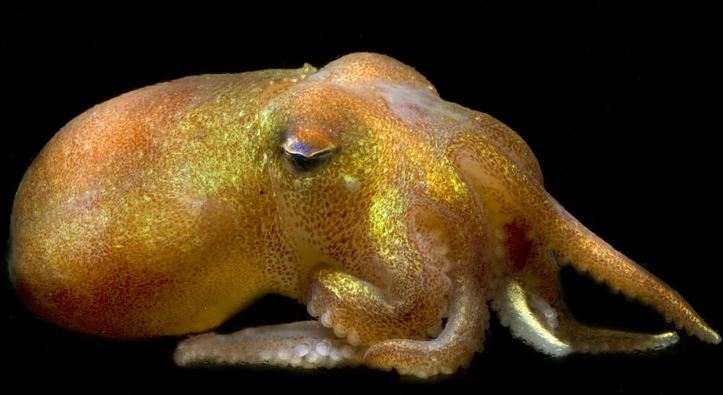 Žltkastá chobotnica na čiernom pozadí so zaujímavým vzorom kože a výraznými očami, zobrazená z bočnej strany.