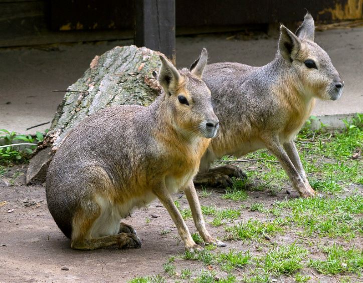 Dve marové patagónske sedí na tráve v zoologickej záhrade, ich svetlá srsť sa odráža na dennom svetle.