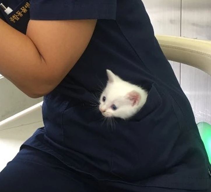 Biely mačiatko vykúka z vrecka na modrej uniforme, roztomilosť vo vrecku.