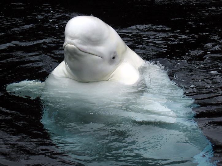 Biela veľryba beluga pláva na hladine tmavého oceánu.