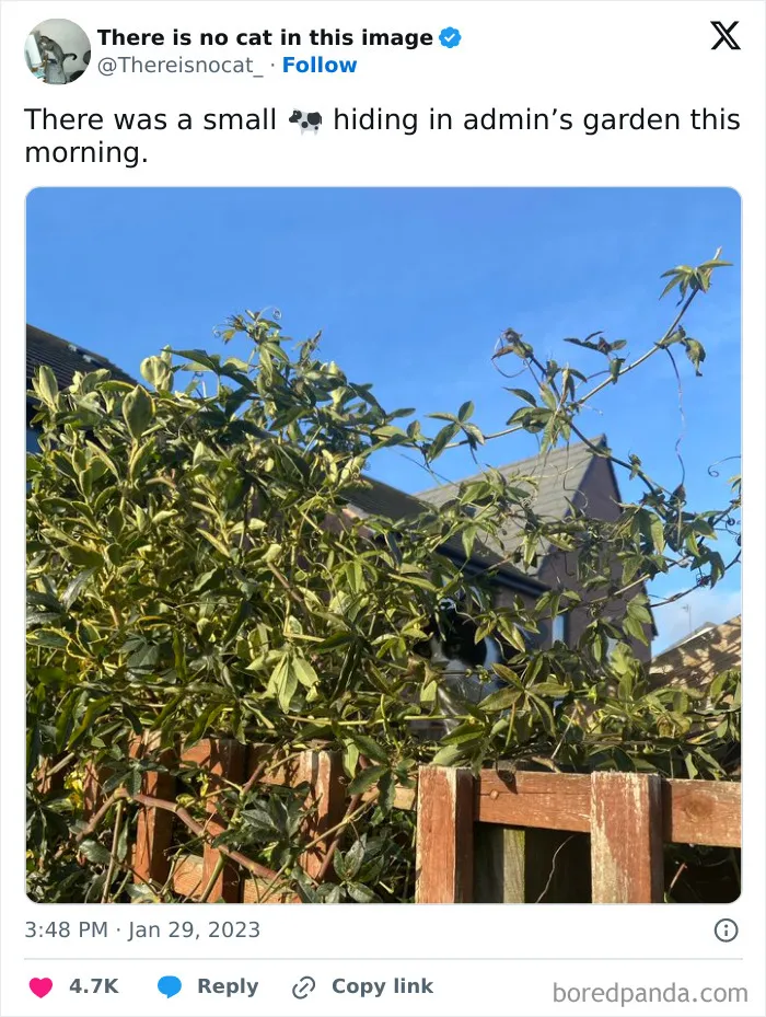 Záhrada s kríkmi a plotom na slnečnom dni s modrou oblohou v pozadí.