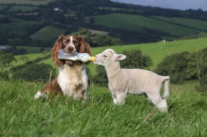 Pes na lúke drží fľašu pre jahňa, ktoré sa kŕmi. Malebná krajina v pozadí.